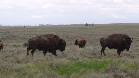 Close on bull bison walking across prairie Stock Footage 83458219