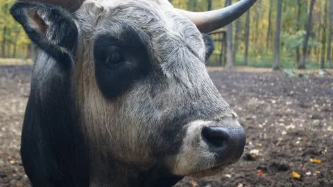Close-up of Bull in Forest Setting Stock Photos
