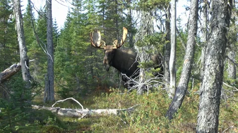 Close up of a bull moose Video stock 33401749
