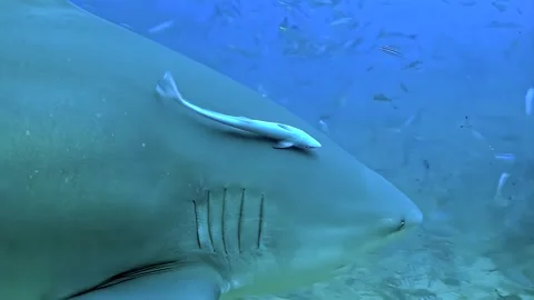 Close-Up of a Bull Shark Stock Footage 275299138