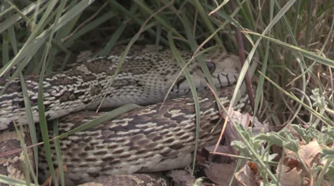 Close up of Bull Snake Hiding Vídeos de archivo 37956696