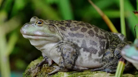 Close up of a bullfrog resting on a mossy rock in a pond Stock Footage 342018900