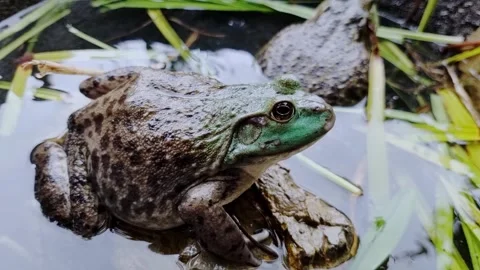 Close up of a bullfrog resting on a rock in a pond Video stock 342024894