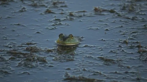 Close up of a bullfrog waiting in a pond Stock Footage 335387749