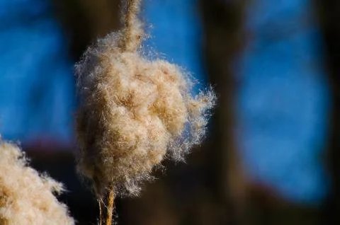Close-up of a bullrush Foto stock