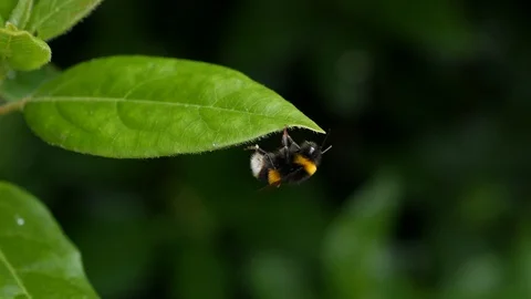 Close up of bumble bee cleaning itself on leaf Stock Footage 95031336