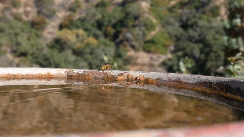 Close up of bumble bee cleaning itself. Stock Footage 126412615