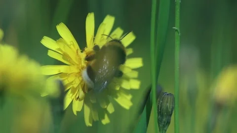 Close-up Bumble Bee Climbing A Dandelion Flower At The Meadow In Green Grass Stock Footage 166921787