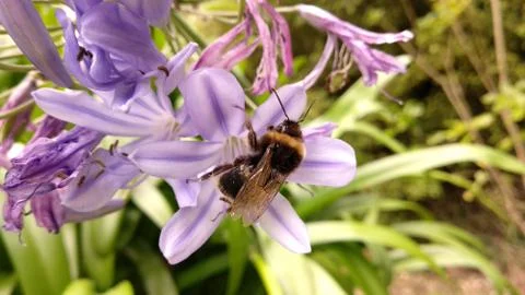 Close-Up Bumble Bee collecting pollen Stock Photos
