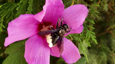 Close up of bumble bee crawling over pink flower Stock Footage 139514288