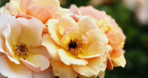 Close-up Of A Bumble Bee Dislodging Pollen On A Beautiful Yellow Rose 動画素材 123777412