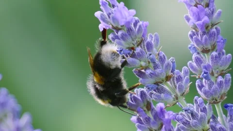 Close-up of Bumble Bee Exploring and Pollinating Lavender Plant During Summer Stock Footage 341665359
