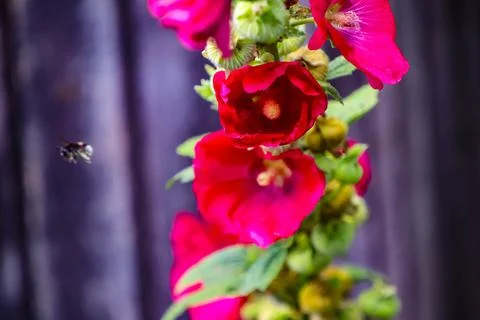 Close up bumble bee flying towards to flower Stock Photos