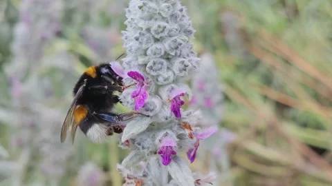 Close up bumble bee  Video stock 244990814