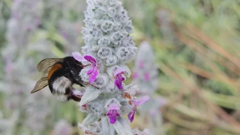 Close up of bumble bee Stock Footage 245050322