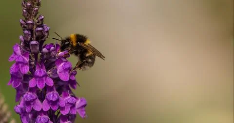 Close Up of a Bumble Bee foraging for Pollen on Purple Toadflax Stock Photos