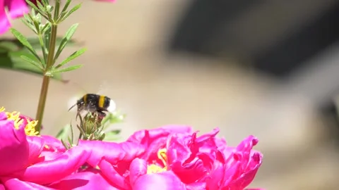 Close-up - Bumble bee landing on pink flower in bloom, slowmotion Stock Footage