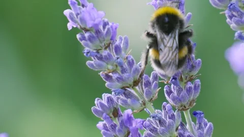 Close-up of Bumble Bee Pollinating Lavender Plant in UK. Stock Footage 341665430