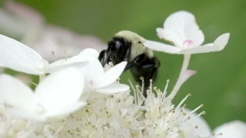 Close-up of Bumble Bee Pollinating White Hydrangea Flower in Summer Garden Stock Footage 318166726