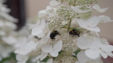 Close-up of Bumble Bee Pollinating White Hydrangea Flower in Summer Garden. Stock Footage 340648045