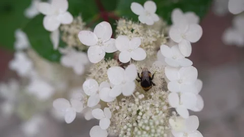 Close-up of Bumble Bee Pollinating White Hydrangea Flower in Summer Garden. Video stock 340648056