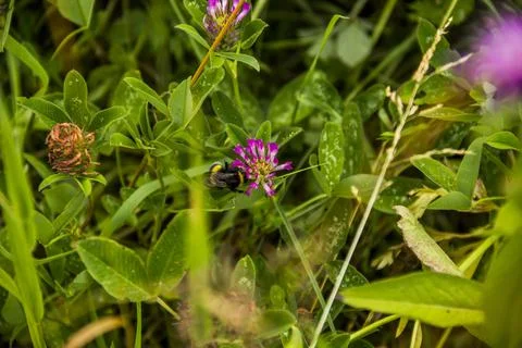Close-up of a bumble-bee on red clover (trifolium pratense) Stock Photos