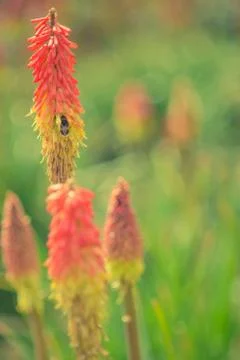 Close Up of a Bumble Bee on Red Hot Poker Plant in a Sunlit Garden With Bokeh Stock Photos
