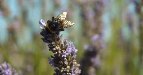 Close up on a bumble bee sat on some lavender Stock Photos