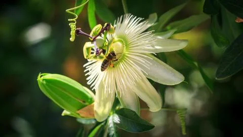 Close up of bumble bee under the stamens  passion flower Stock Photos
