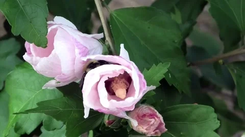 A Close Up of Bumble Bees Crawling on and into Flowers Stock-Footage 158014674
