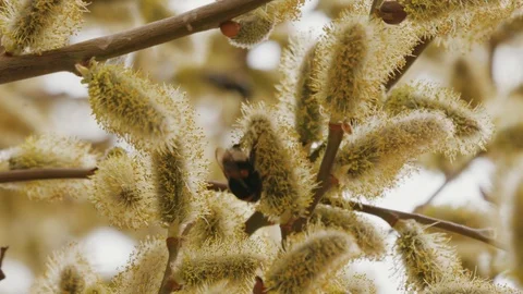 Close-up of a bumblebee and a bee on a spring tree Stock Footage 106467392
