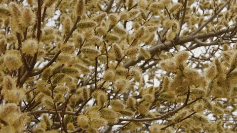 Close-up of a bumblebee and a bee on a spring tree Stock Footage 106467650