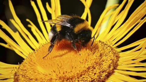 Close-up of a bumblebee (Bombus) perched on a large yellow flower - Great Stock Photos