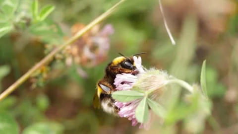 Close-up of a Bumblebee, bombus terrestris in Flight, , isolated, Sipping n.. Stock Footage 299310505