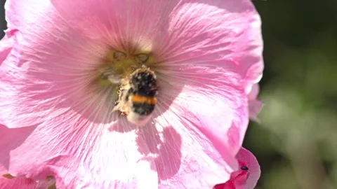 Close-Up of a bumblebee on a bright pink mallow Flower Stock Footage 313365990