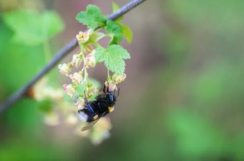 Close up bumblebee, the buff-tailed bumblebee or large earth bumblebee, feeding Stock Photos