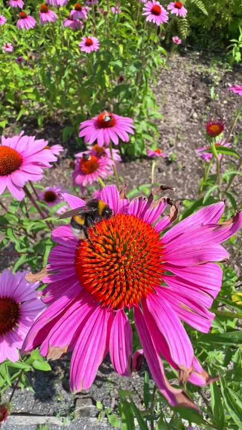 Close-up of a bumblebee, Bumblebee on an aster flower, hairs of the bumblebee Stock Footage 296238238