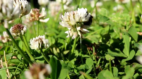 Close up of bumblebee on clover Vídeos de archivo 40690307