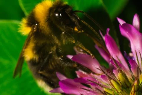 Close up of Bumblebee on the clover with green background Stock Photos