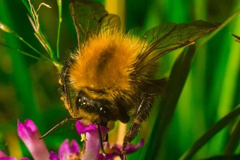 Close up of Bumblebee on the clover with green background Stock Photos