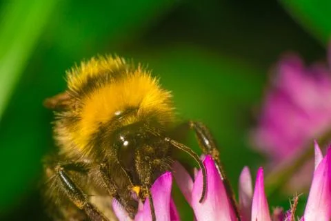 Close up of Bumblebee on the clover with green background Stock Photos