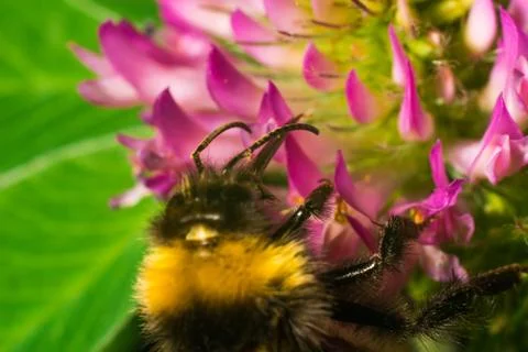 Close up of Bumblebee on the clover with green background Stock Photos