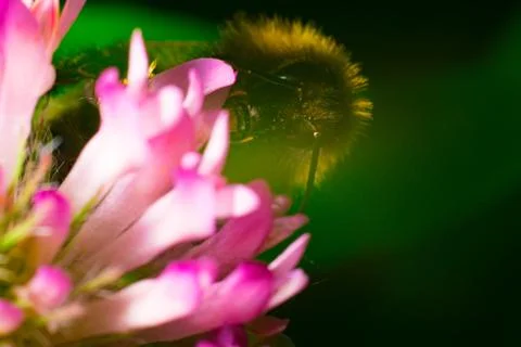 Close up of Bumblebee on the clover with green background Stock Photos
