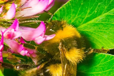 Close up of Bumblebee on the clover with green background Stock Photos