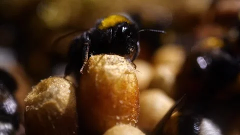 Close-Up Bumblebee on Cocoon – 4K Cinematic Footage (Bombus terrestris) 動画素材 320671635