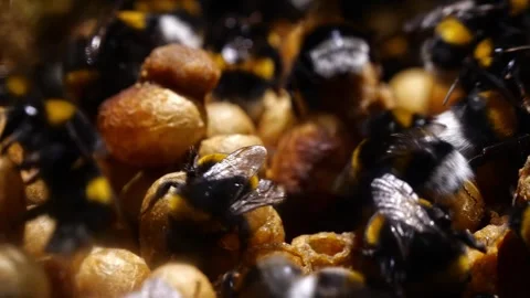 Close-Up Bumblebee Cocoons – 4K Cinematic Slider Footage (Bombus terrestris) 動画素材 320671666