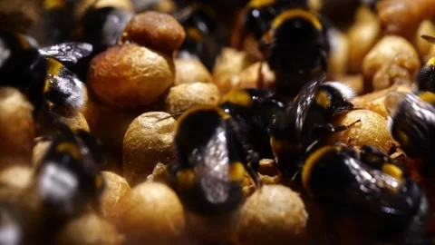 Close-Up Bumblebee Cocoons – 4K Cinematic Footage (Bombus terrestris) 스톡 동영상 320671668