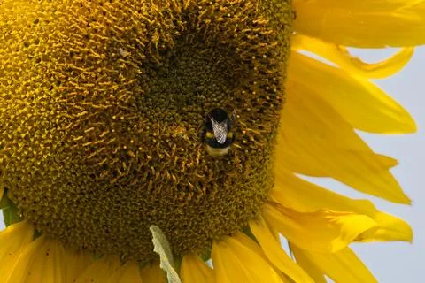 Close-up of a bumblebee collecting nectar from a bright yellow sunflower cent Stock Photos