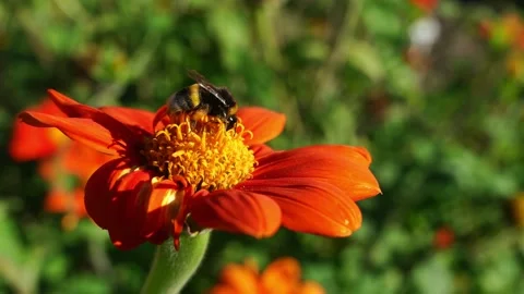 Close up of bumblebee collecting nectar from an orange flower. Video stock 339763665