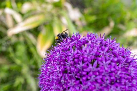Close-up of a bumblebee collecting nectar Stock Photos